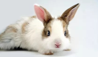 curious-rabbit
