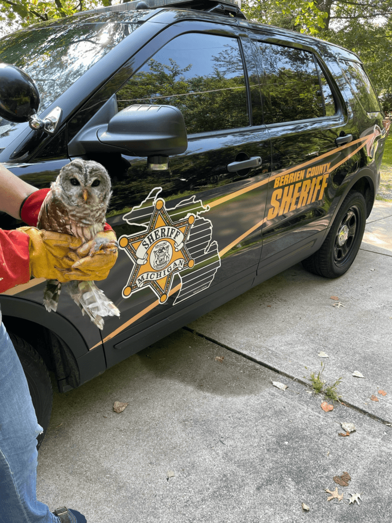 bcsd-owl-rescue