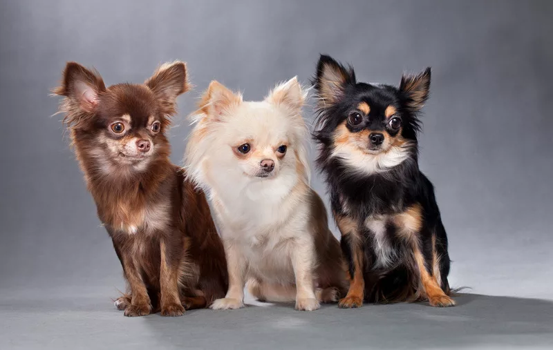 chihuahua