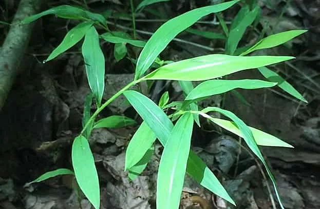 stiltgrass