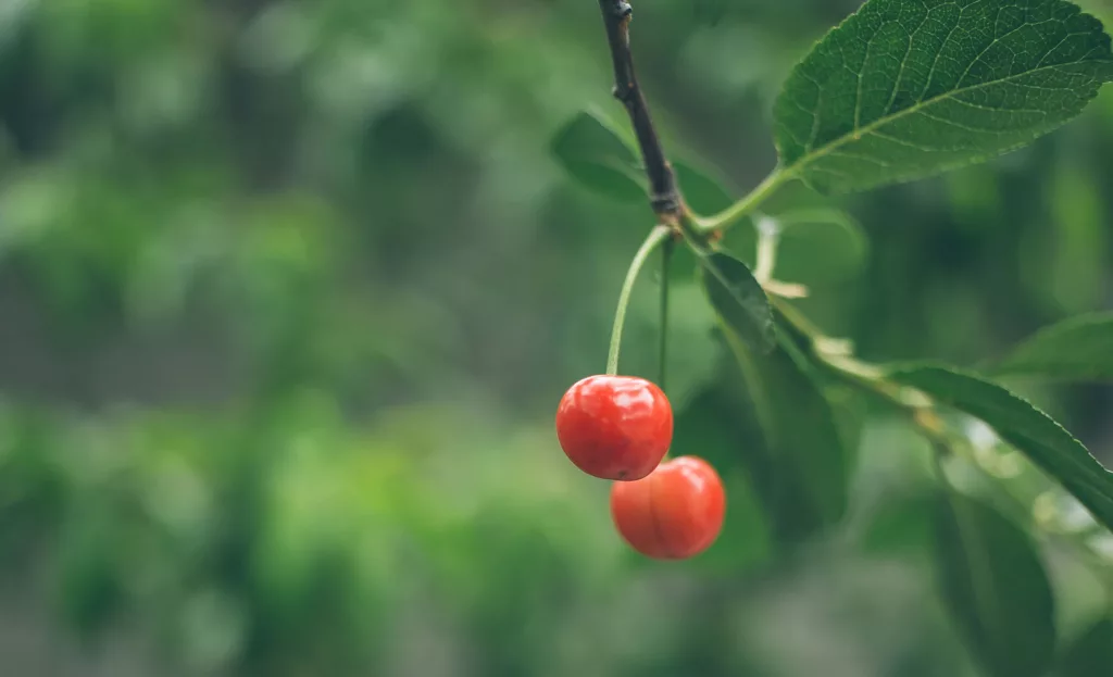 montmorency-tart-cherry-on-tree