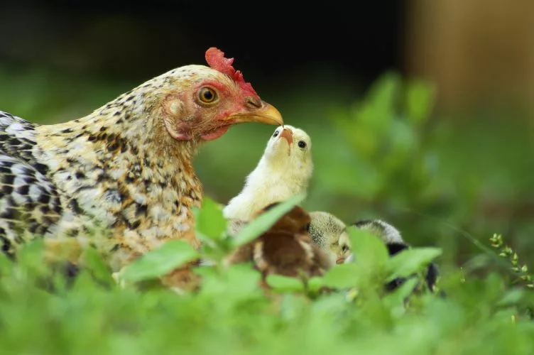 closeup-of-a-mother-chicken-with-its-baby-chicks-in-grass