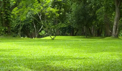 garden-green-grass