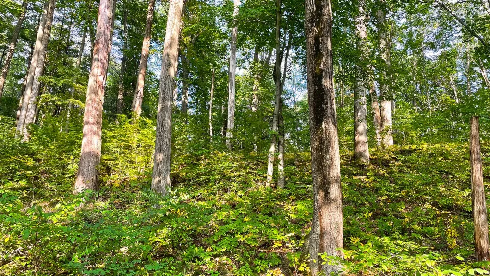 swmlc_good-fire-woods_oak-forest