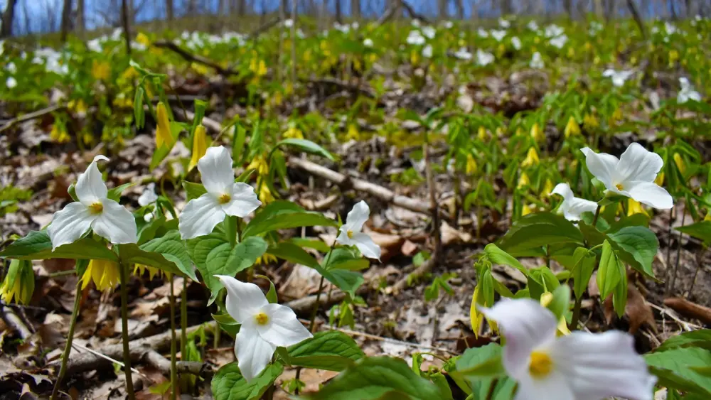 swmlc-trilliums-at-porter-legacy-dunes-med