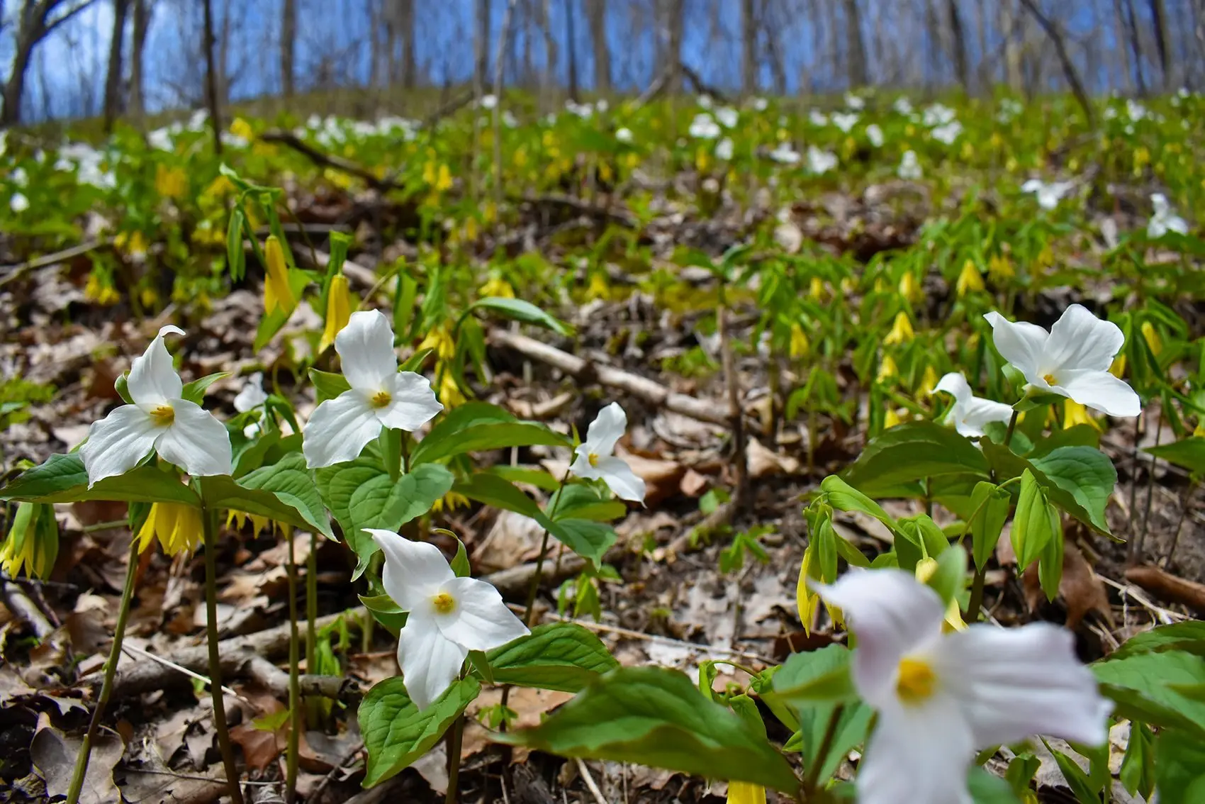 swmlc-trilliums-at-porter-legacy-dunes-med