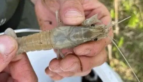 red-swamp-crayfish-1