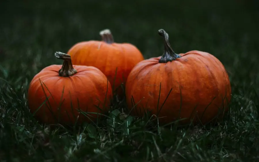 SJT Downtown Spooktacular