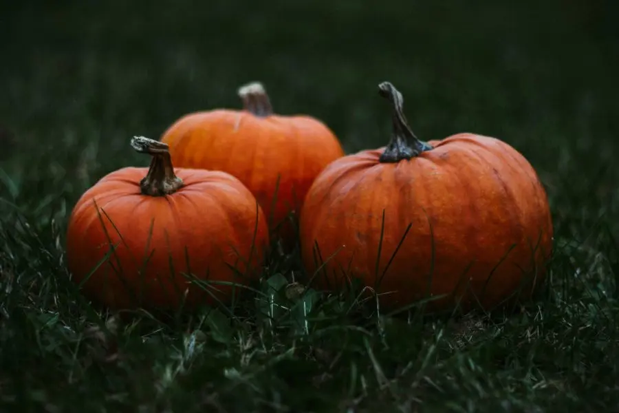 SJT Downtown Spooktacular
