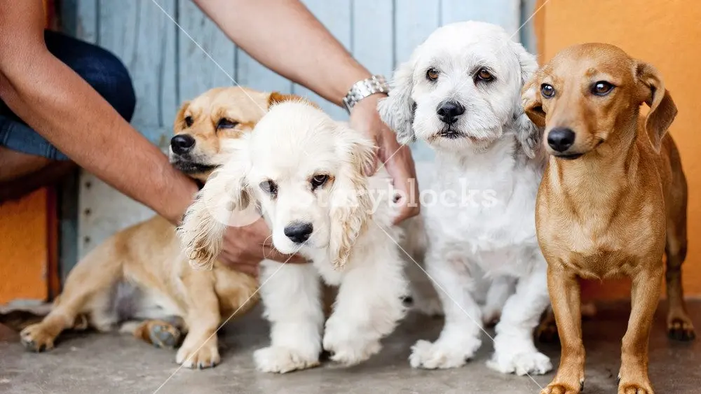 pets dogs Storyblocks