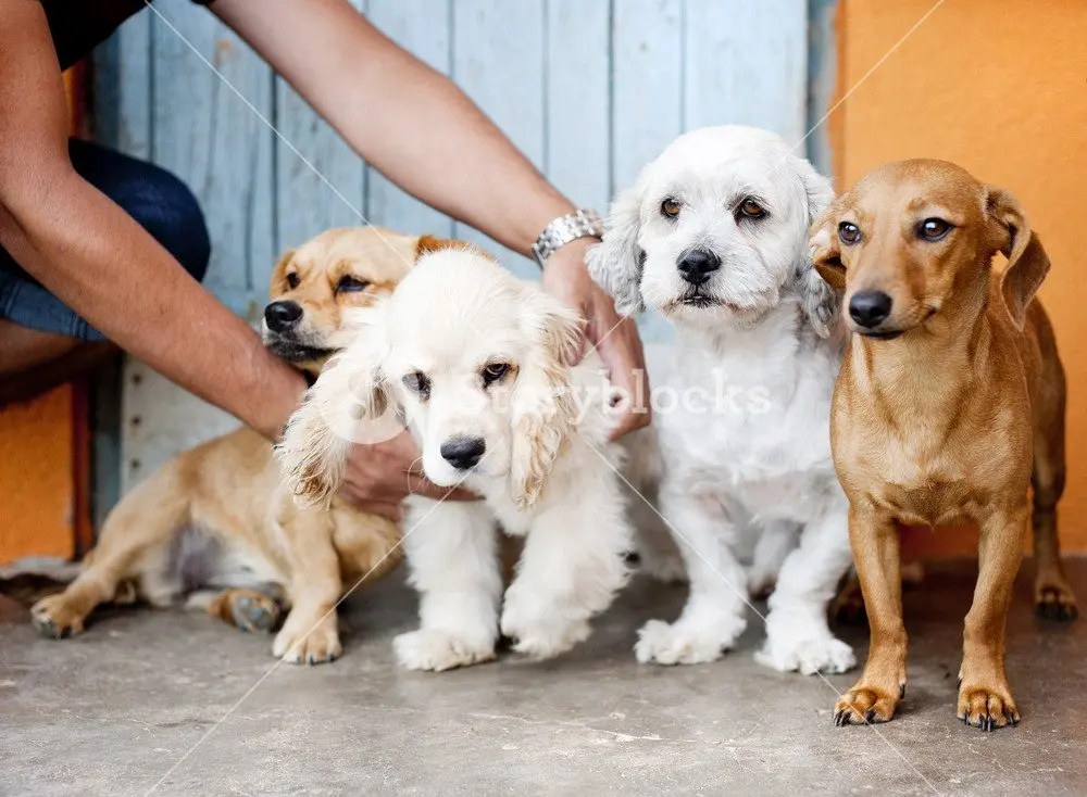 pets dogs Storyblocks