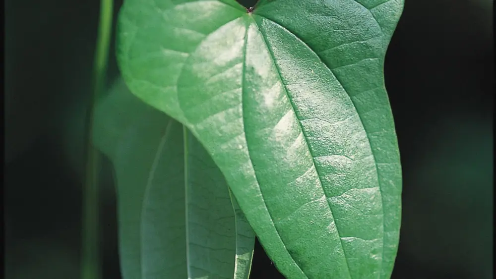 cinnamon-vine-close-up-leaf-photo-credit_-chris-evans-university-of-illinois-bugwood-org-002