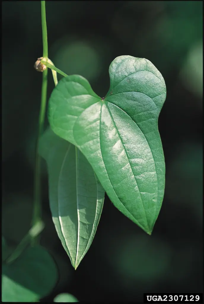 cinnamon-vine-close-up-leaf-photo-credit_-chris-evans-university-of-illinois-bugwood-org-002