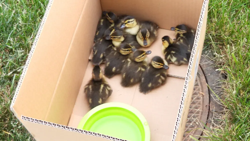 SHAES ducks 1