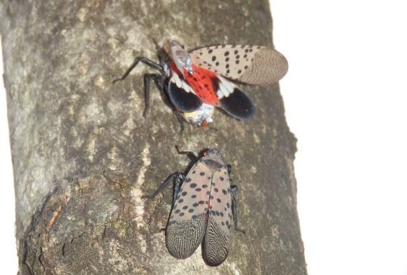 Invasive insect found in Berrien County