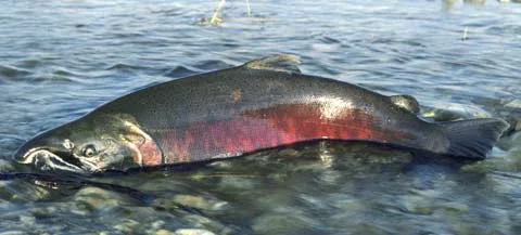 Sockeye salmon: photo credit Wiki Commons