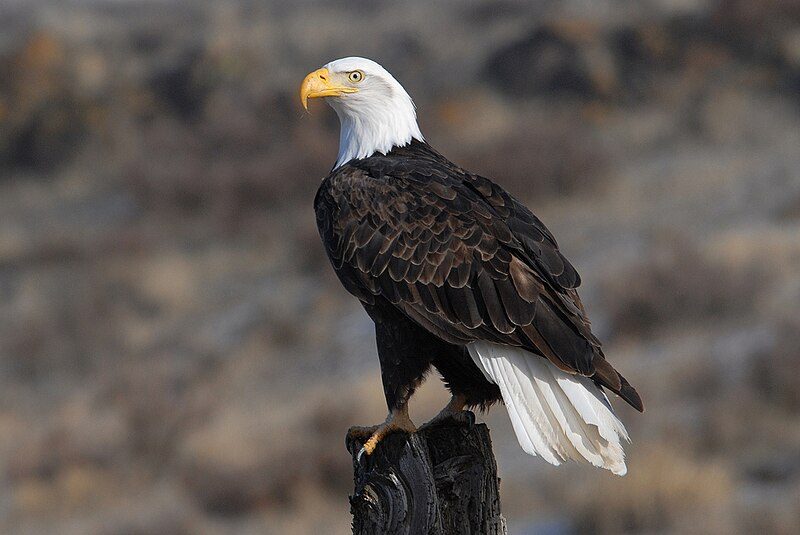 VIDEO: Momma bald eagle warms hearts and eaglets in Cali. snow storm ...