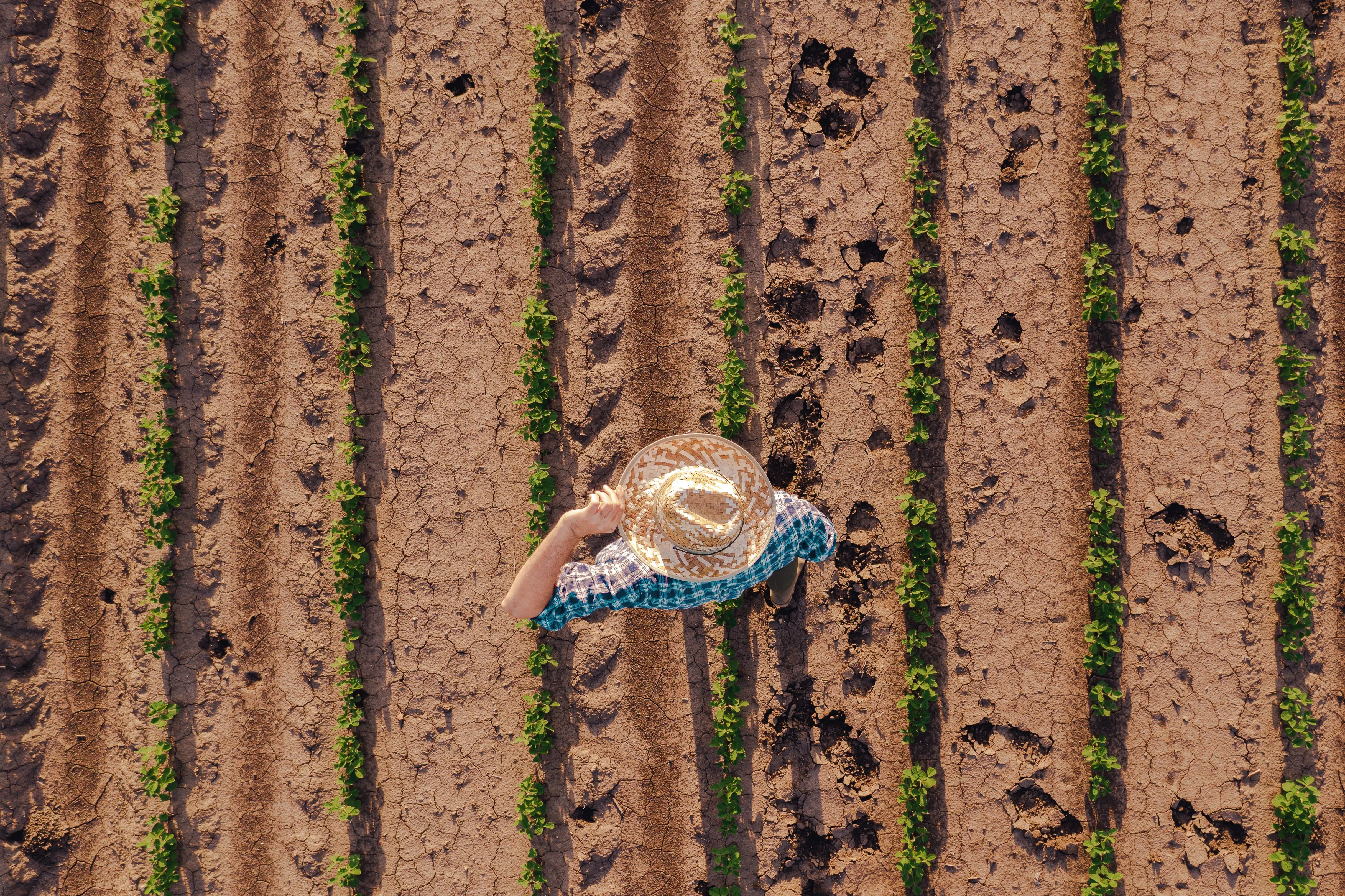 Farmer