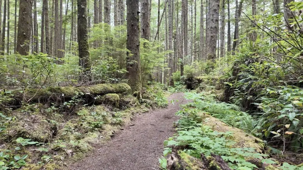 68e31f7ccc6fe-image_-2