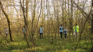Team of lifesavers rescuers searching for a missing person^ calling their name in the forest and going through the trees to track footsteps. Search squad members looking for a lost victim.