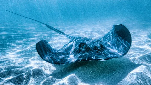 gettyrf_82923_stingray626433