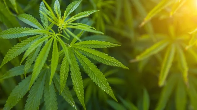 gettyimages_marijuanaleaf_083123927334