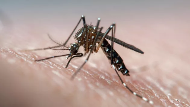 gettyrf_81022_mosquitobite817747