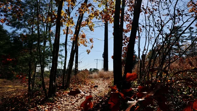 gettyimages_woods_100323757090