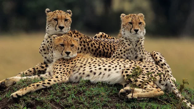 gettyrf_11823_cheetahs989296
