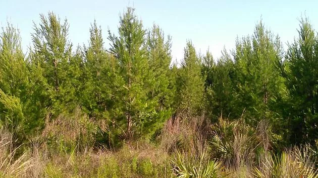 ocala-national-forest-ht-gmh-231121_1700587682278_hpembed_22x15201052