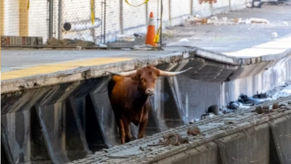 bull-nj-transit-ht-jef-231214_1702571697558_hpmain327298