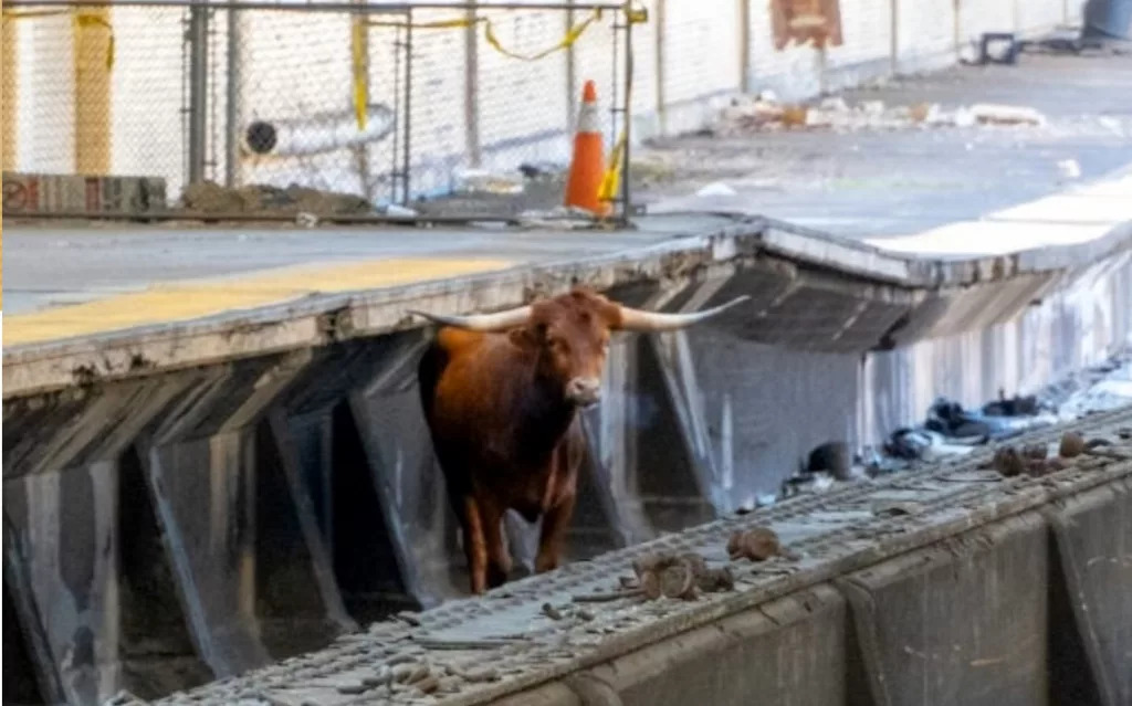 bull-nj-transit-ht-jef-231214_1702571697558_hpmain327298