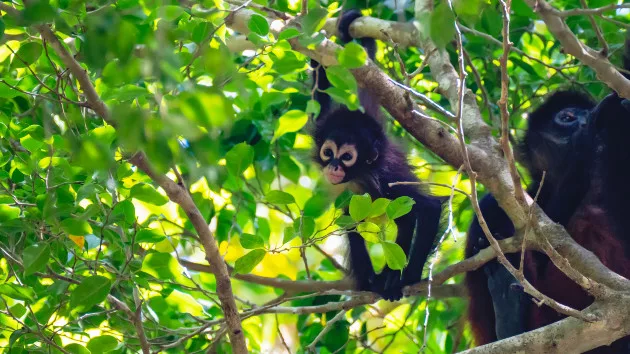 gettyrf_020924_spidermonkeys138957