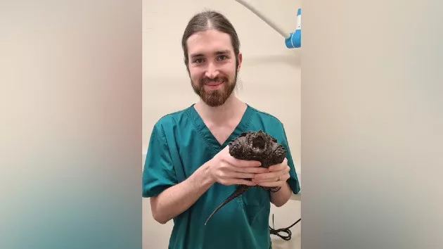 turtle-2-ht-er-240212_1707778502254_hpmain_16x9537525