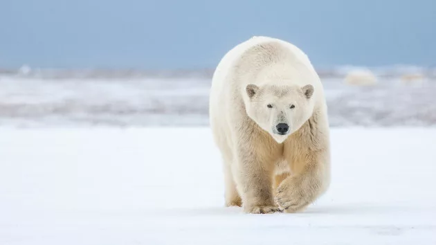 gettyrf_111022_polarbear28129727746