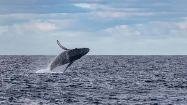 gettyimages_humpbackwhale_02292487355