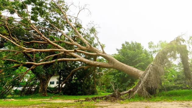gettyrf_020524_treesdownstorm596341
