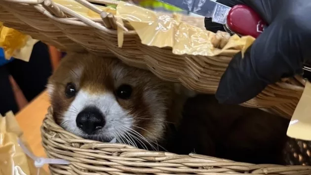 red-panda-ht-ml-240307_1709816219386_hpmain651467