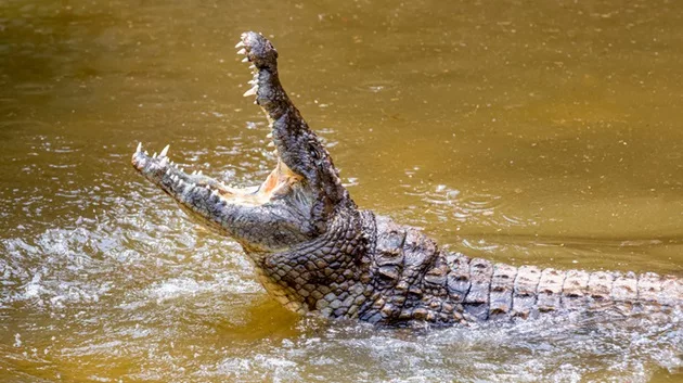 gettyimages_crocodile_031924142351