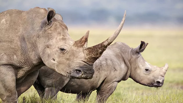 getty_032924_rhinos666910