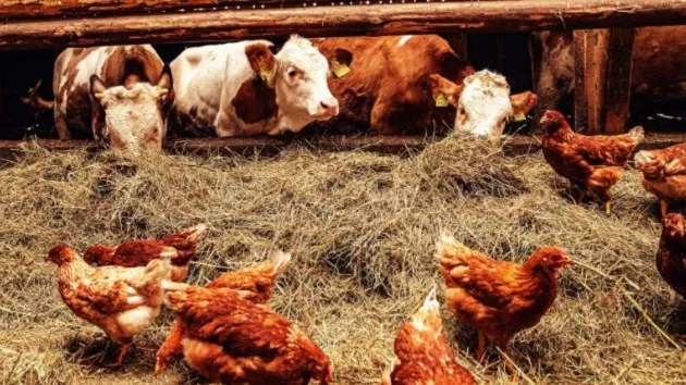 getty_040824_animals-stock922609