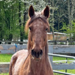 Safe Horse Rescue: Autumn's Journey