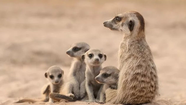 e_meerkats_04162024418979