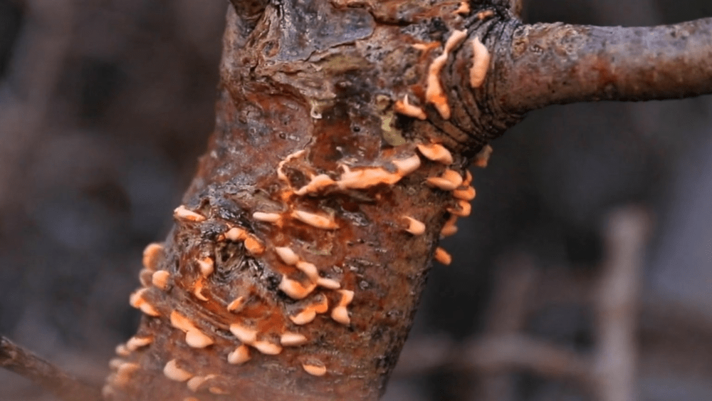 grandtetonnationalpark_nrcc_whitepineblisterrust_042324155806