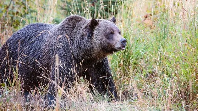 gettyrf_52124_grizzlybear263487