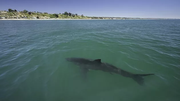 getty_060824_sharknearsurface-stock762830