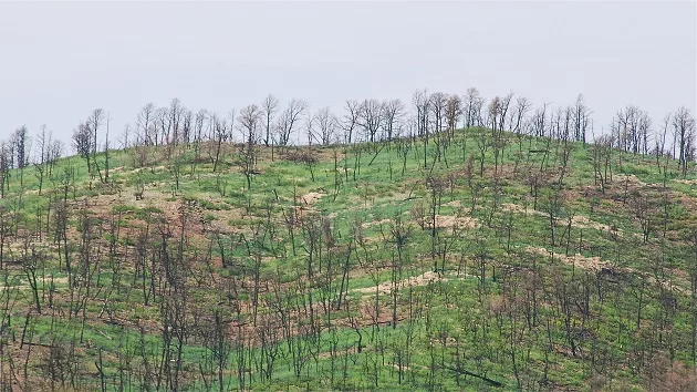 getty_062024_newmexicowildfire-stock462918