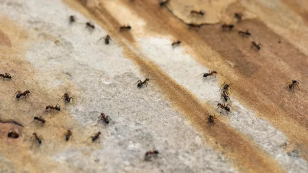 gettyimages_ants_070324211736