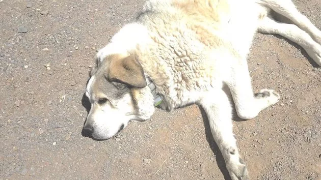 n_dog-1-ht-er-250416_1744818771605_hpmain_16x9289837