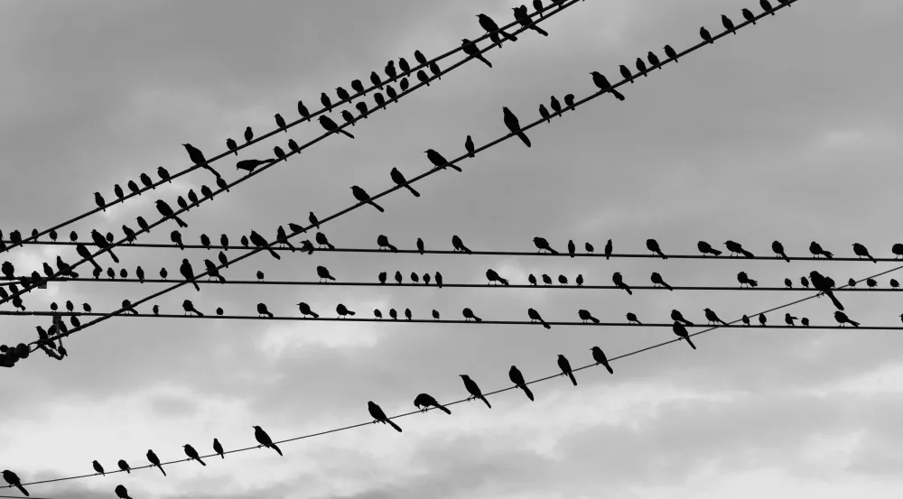 The Birds
